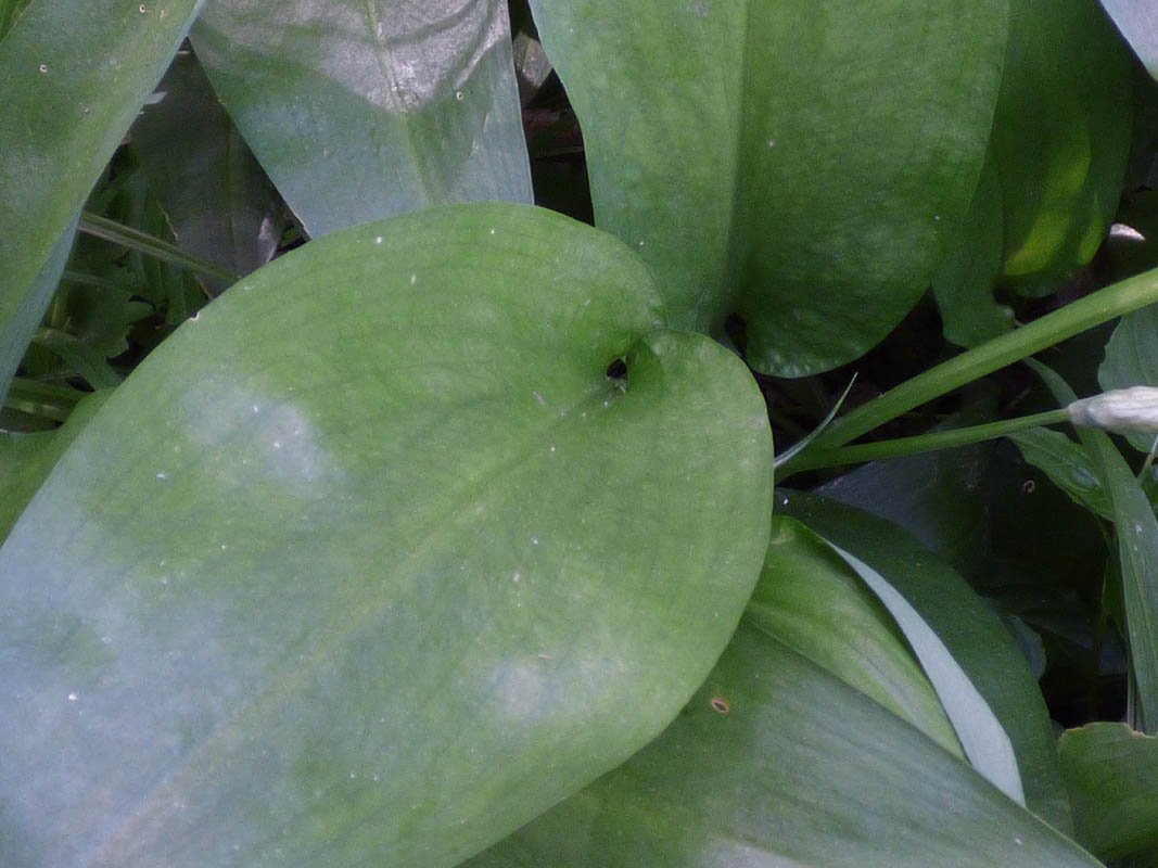 Allium ursinum